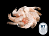 Camarón crudo calibre 12-U marca 57 Mares, mariscos premium frescos para platillos gourmet.